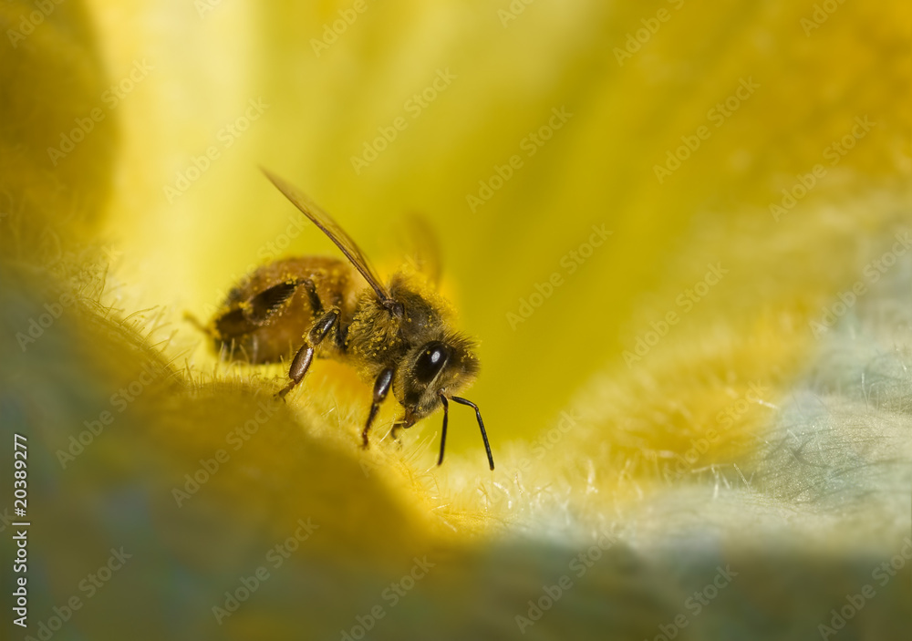 busy honey bee with honeydew on golden yellow blue flower busy honey bee with honeydew on golden yellow blue flower