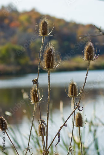 Scotch thistles