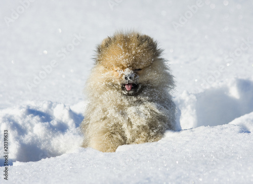 Winterfun with my dog