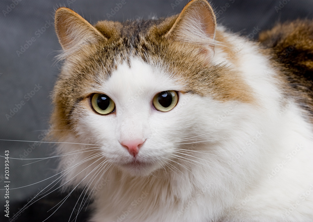 Fluffy ragamuffin cat in the studio..