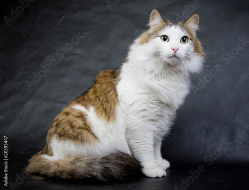 Fluffy ragamuffin cat in the studio..