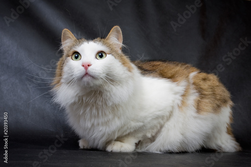 Fluffy ragamuffin cat in the studio..