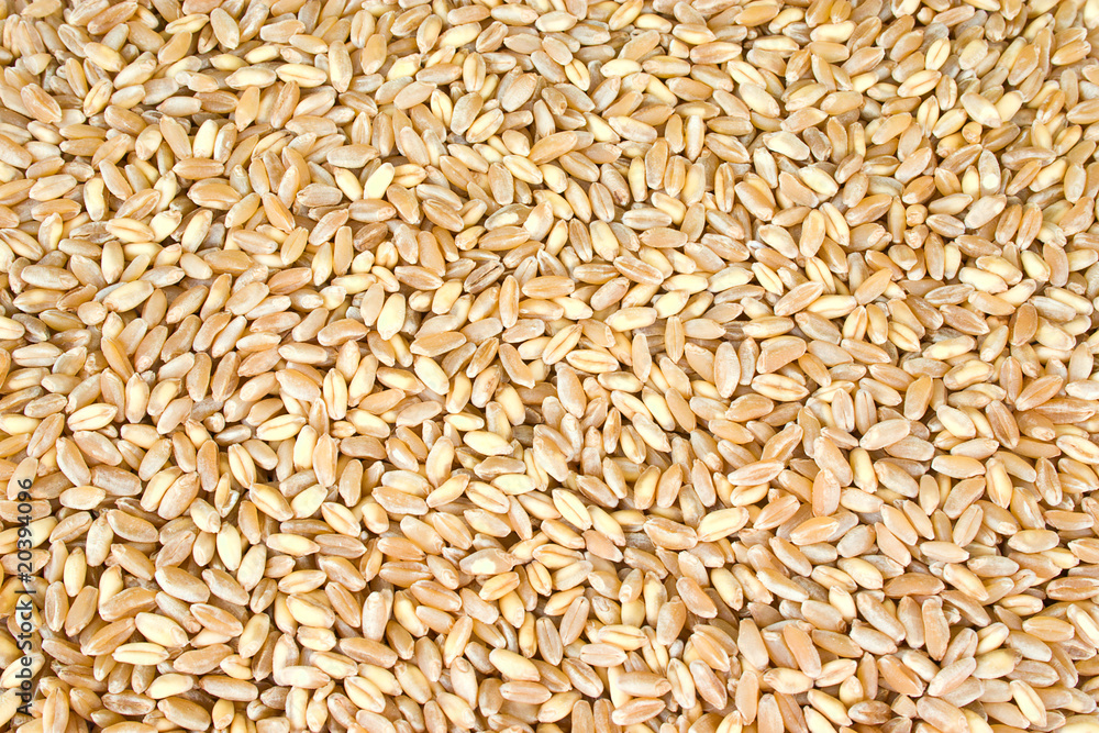 wheat wheat