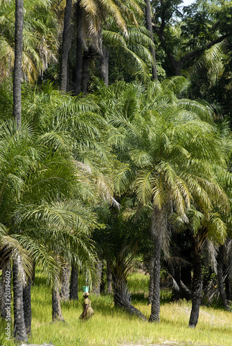 Elaeis guineensis forest in senegal