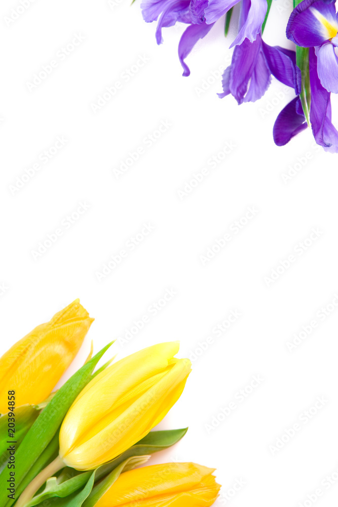 Naklejka premium beautiful spring flowers