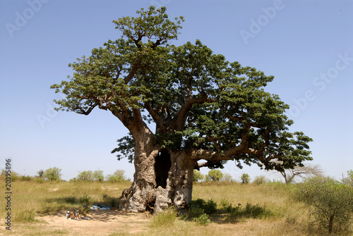 Print op canvas the hollow baobab (Adansonia digitata) in senegal