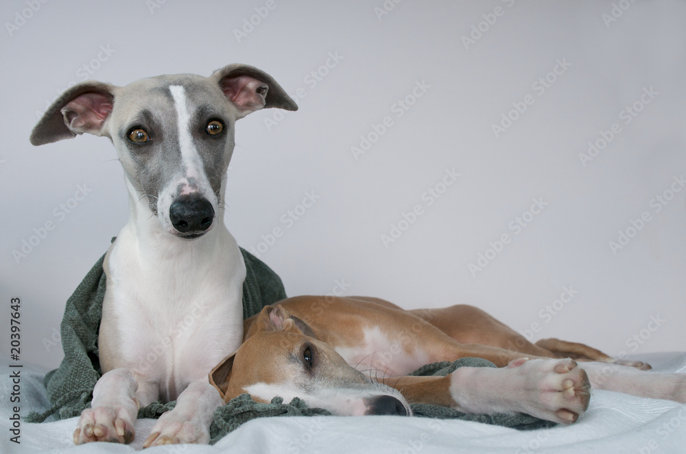 Zwei Windhunde auf dem Sofa Zwei Windhunde auf dem Sofa