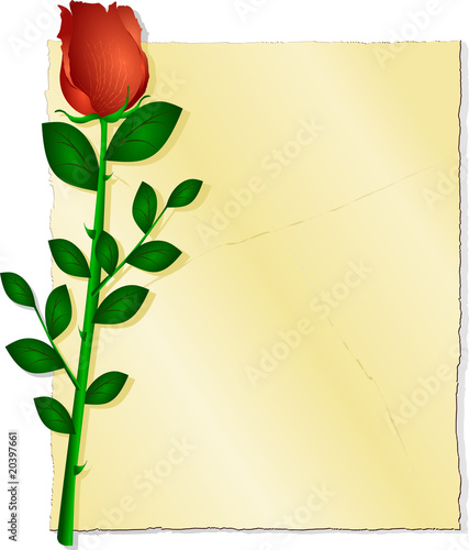 Pergamena con rosa rossa