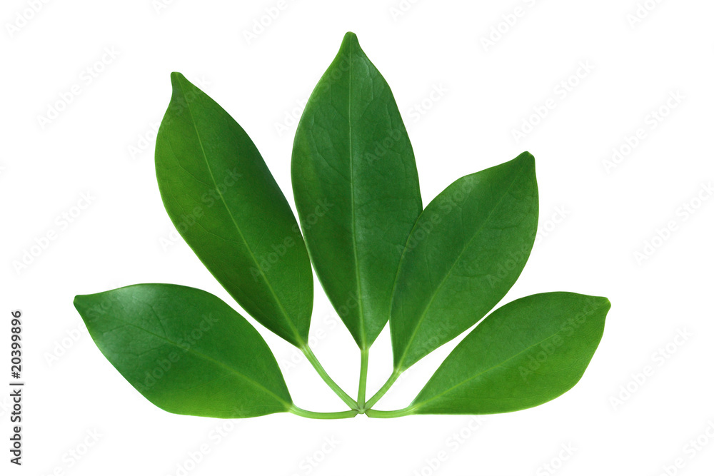 Green Leaves Green Leaves