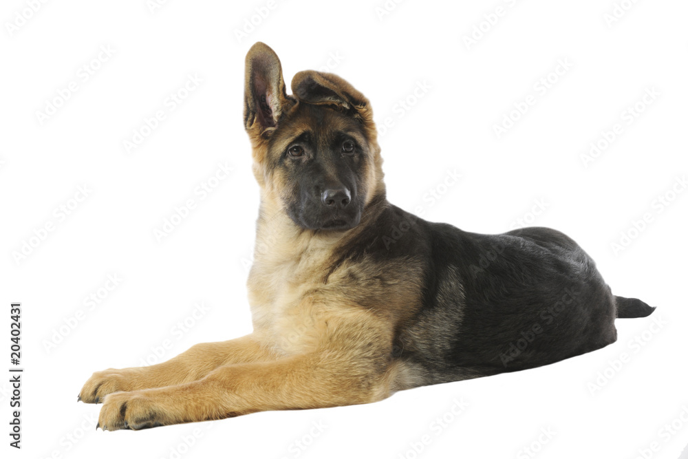 berger allemand en croissance allongé de profil berger allemand en croissance allongé de profil