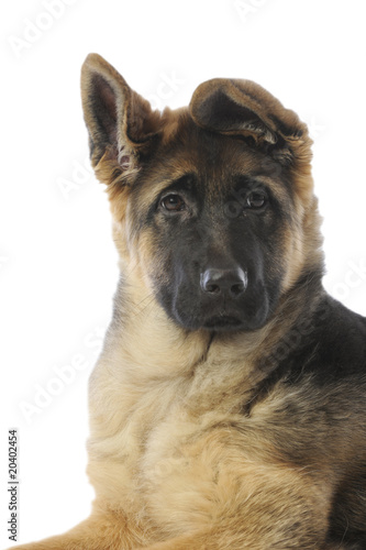 portrait d'un jeune berger allemand aux oreilles rigolotes