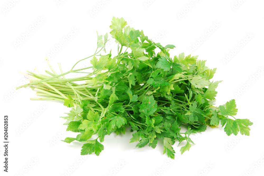 Bouquet of parsley on white Bouquet of parsley on white
