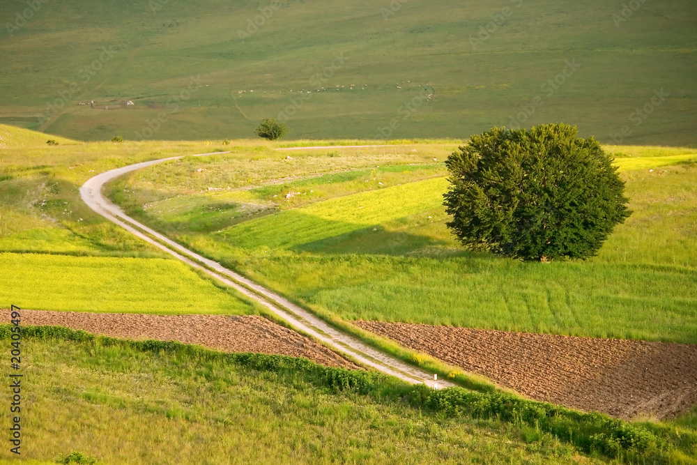 Fototapeta premium campo coltivato