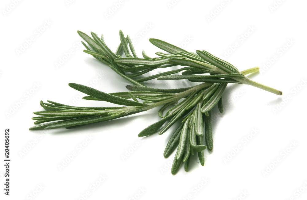 Fototapeta premium Rosemary