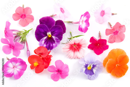 Fototapeta Naklejka Na Ścianę i Meble -  Different flowers