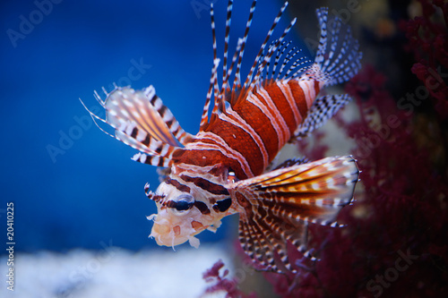 Lionfish photo