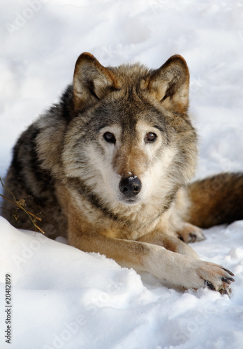 Wolf © Sergey Skleznev