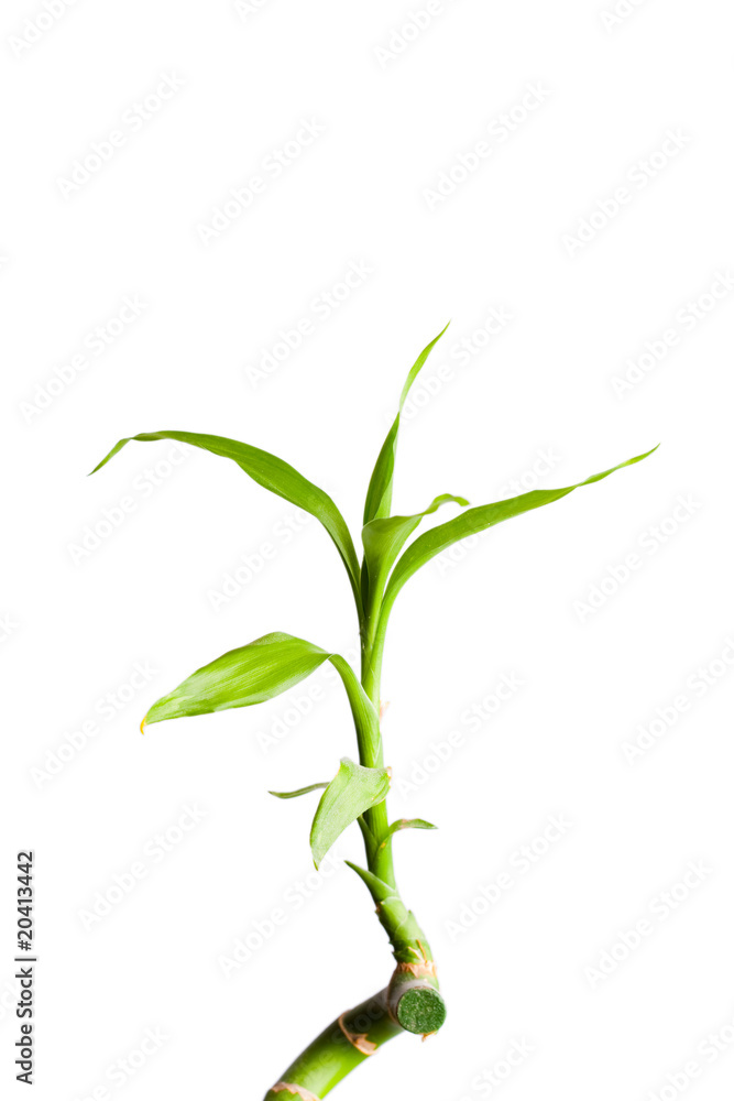 Green bamboo Green bamboo