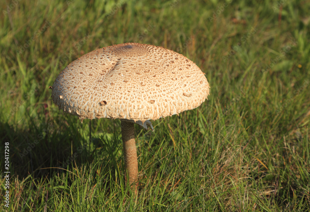 Poisonous Beauty Poisonous Beauty