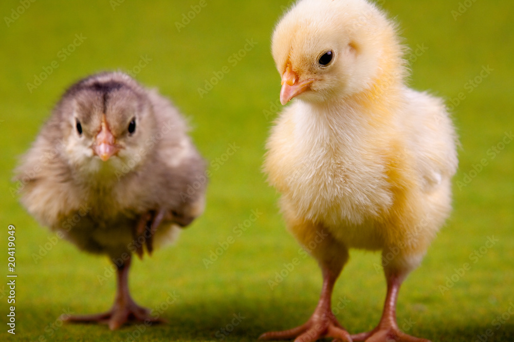 Fototapeta premium Young Chicks