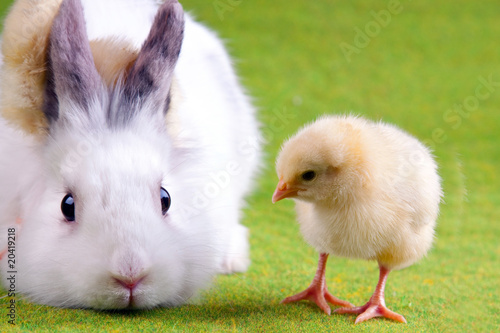Bunny Rabbit and Chick