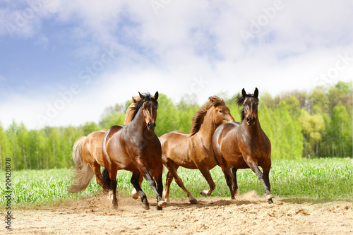 horses run