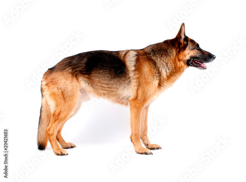 Schäferhund 2