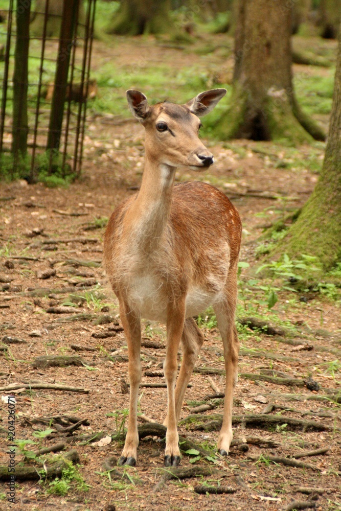 reh im Wald reh im Wald