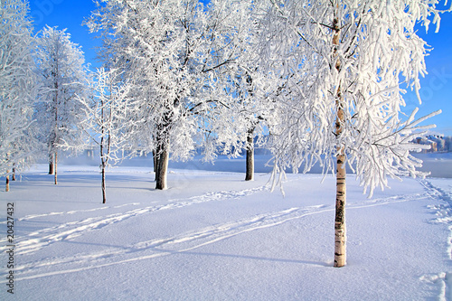 rime on tree.