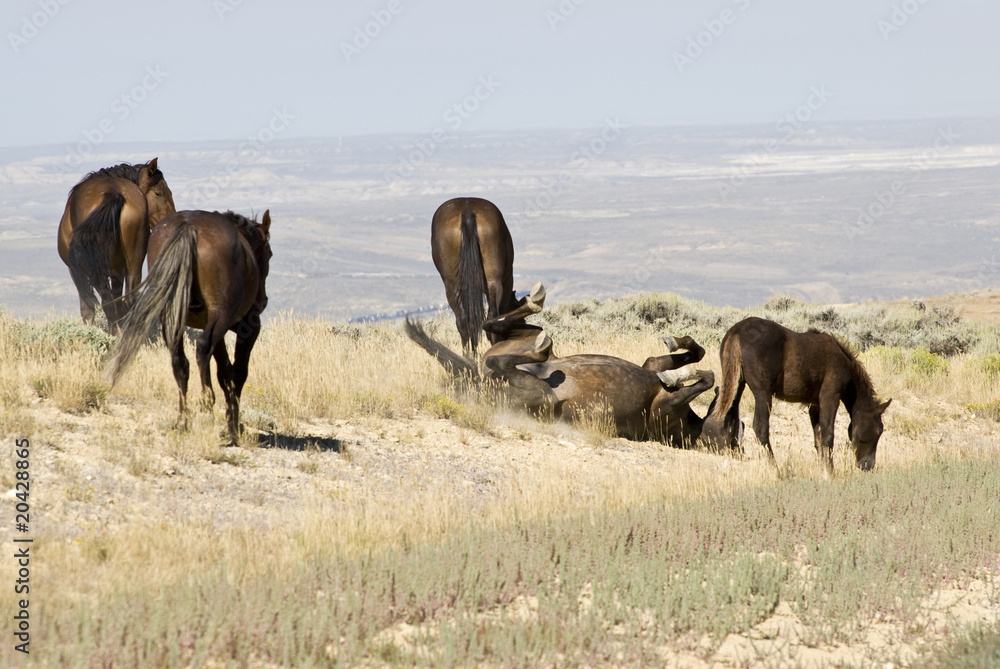 Naklejka premium White Mountain Mustangs