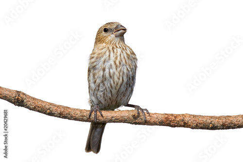 Cuadro en lienzo female house finch perched on a pine branch