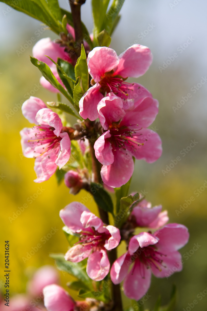 Obraz premium Cherry Blossom / Kirschblüte