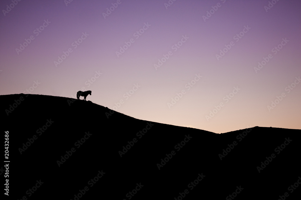 The horse on the hill