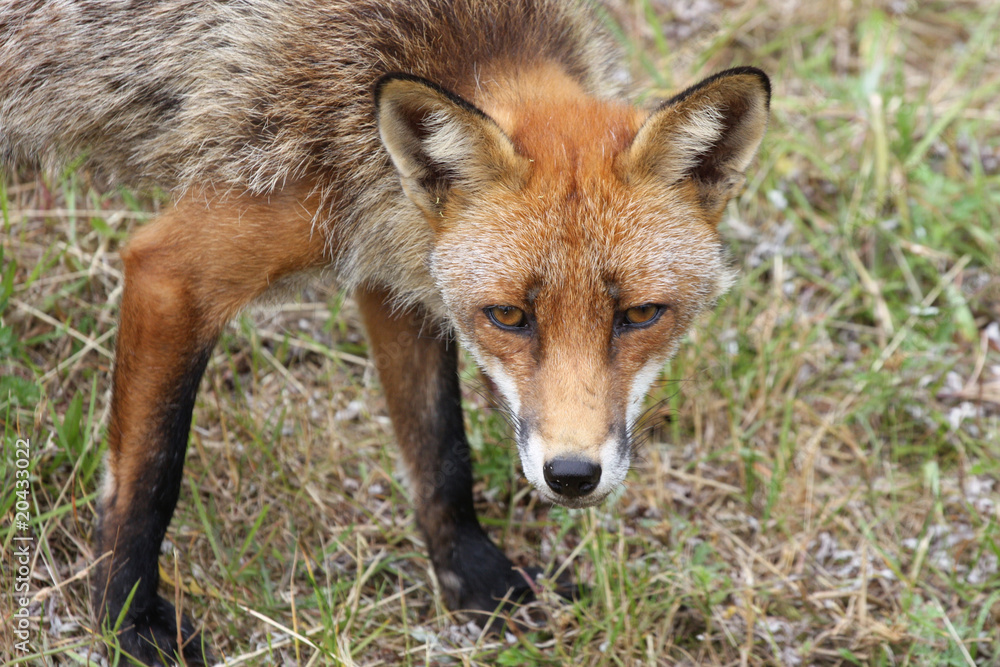 Fox Fox