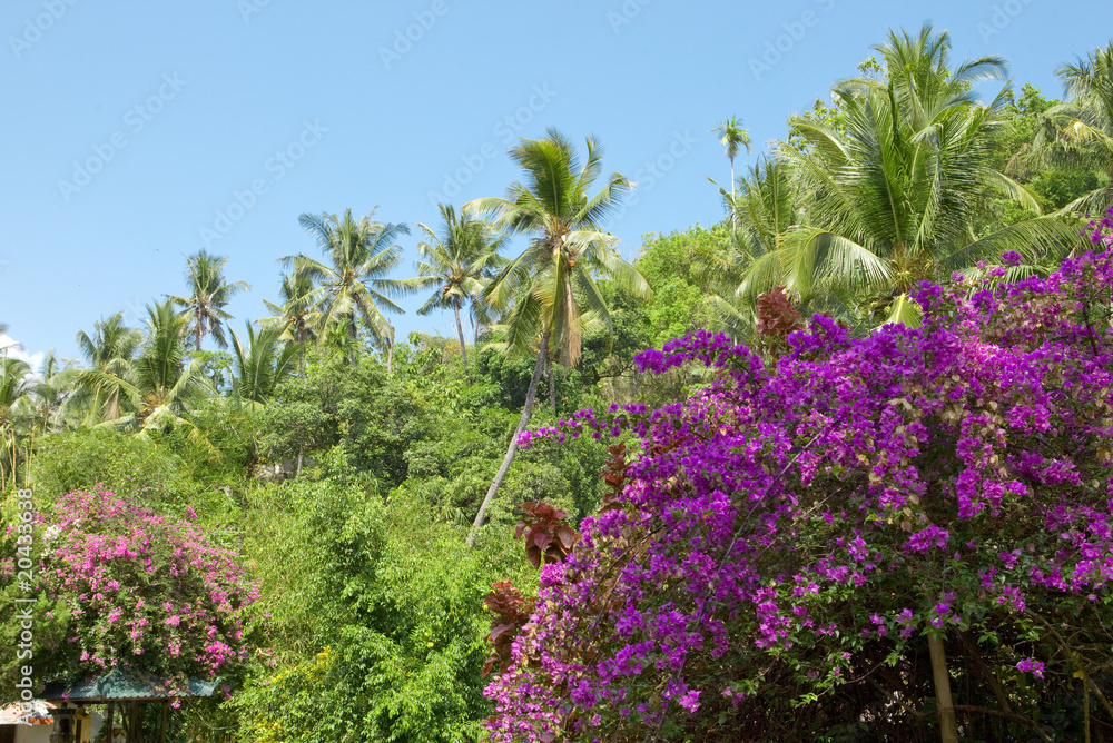 Bali, Indonesia. Nature Bali, Indonesia. Nature
