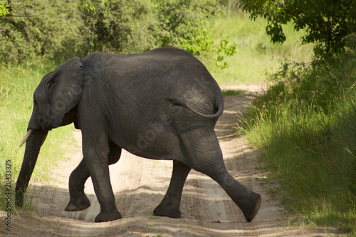 Elephant in Moremi Nature Reserve in Botswana