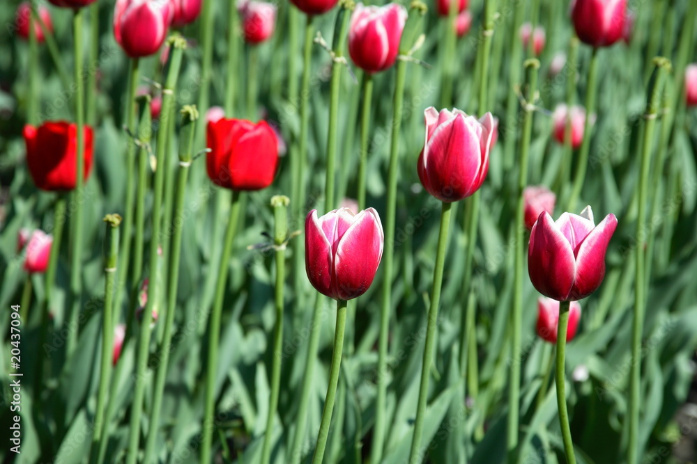 tulips tulips