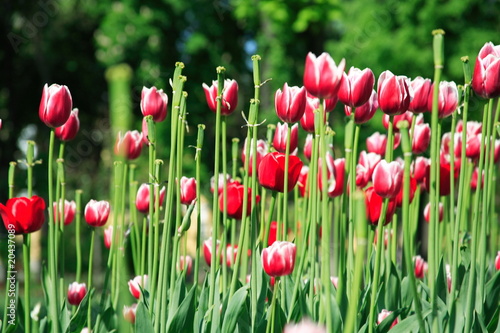 spring