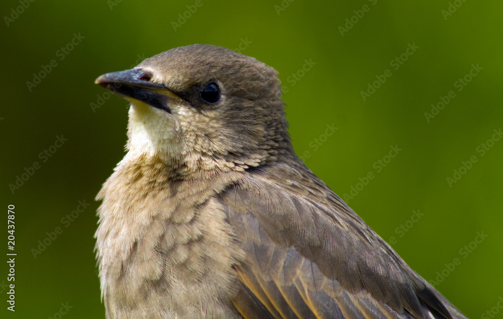 Sparrow in a garden on a sunny day Sparrow in a garden on a sunny day