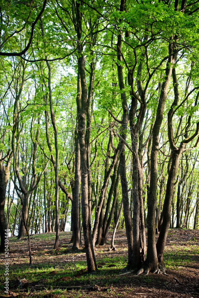 Obraz premium Green forest in springtime