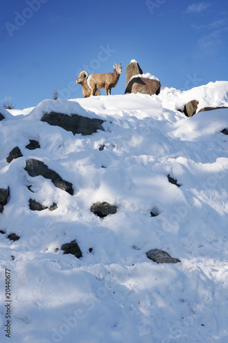Mountain goats during winter