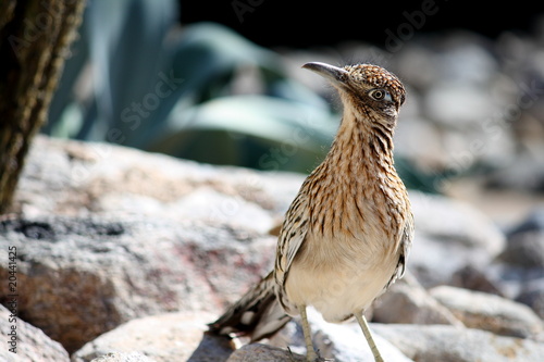 Greater Roadrunner Bird