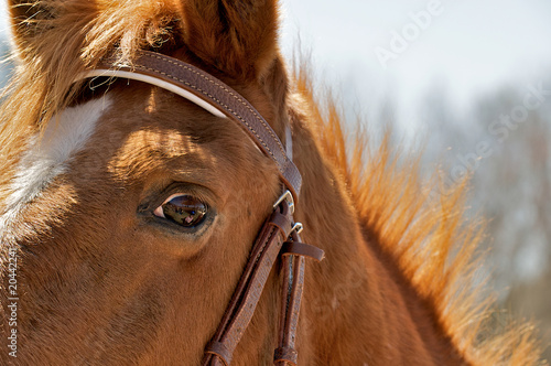Quadro su tela Fearful eye of a horse with the humans reflected in the eye.