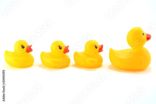 Row of Ducks lead by Mother