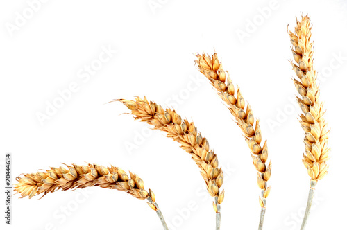 Quatre épis de blé