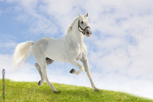 white stallion