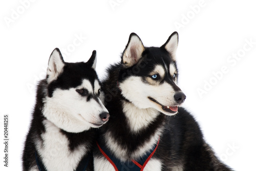 Two husky dogs