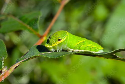 Green caterpillar on leaf 6