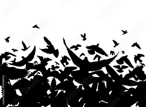 Pigeon flight