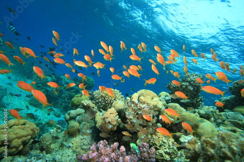 Lyretail Anthias and Beautiful Coral Reef